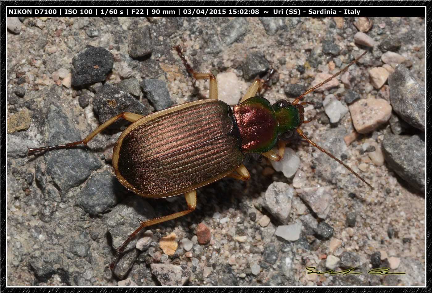 Chlaenius velutinus auricollis